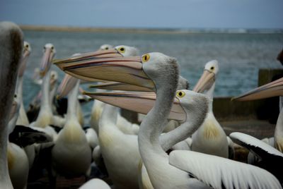 Close-up of swan by sea