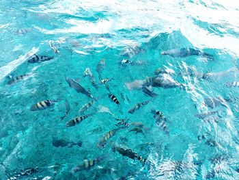 High angle view of fish swimming in sea