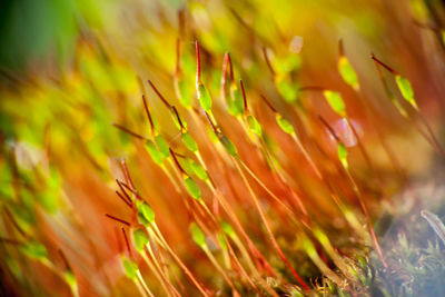 Close-up of plant