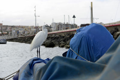 Close-up of little egret on shore against buildings