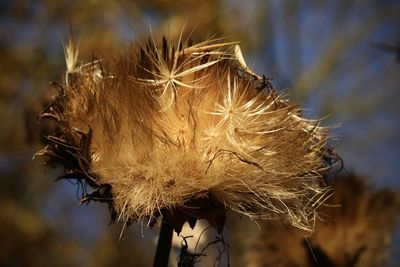Close-up of dried plant