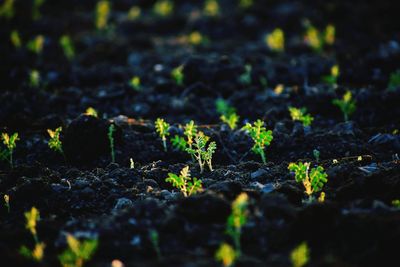 Plants growing on field