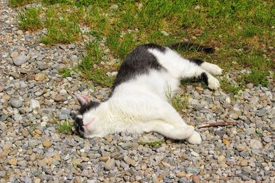 High angle view of cat
