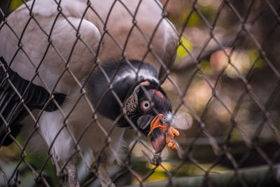 Close-up of bird in cage at zoo