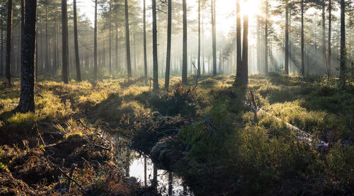 Trees in forest