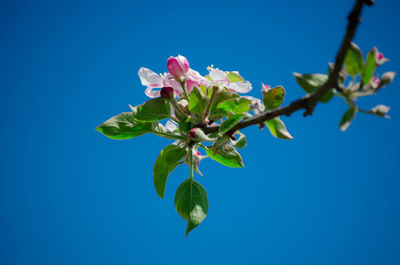Close-up of pink flowering plant against blue sky - natural bouquet.