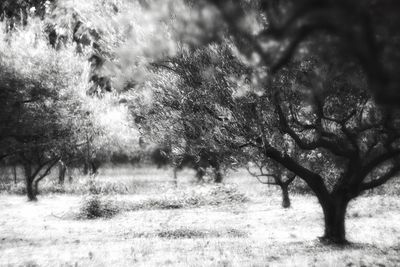 Trees on landscape