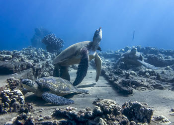 Fish swimming in sea