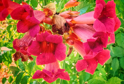 Close-up of pink flowering plants