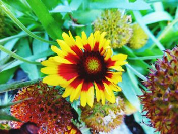 Close-up of yellow flower