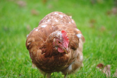 Close-up of rooster on field