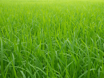 Full frame shot of corn field