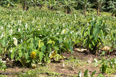 Plants growing on field