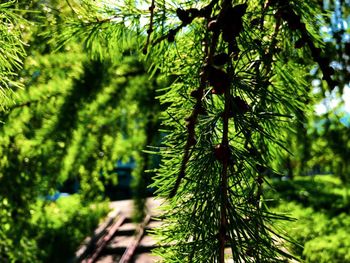 Close-up of pine tree