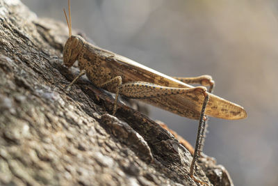 Close-up of insect on wood