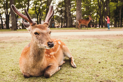 Portrait of deer on field