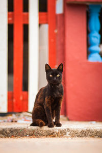 Portrait of cat on red brick wall