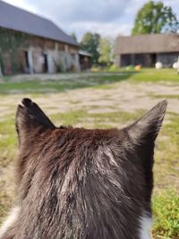 Close-up of a cat looking away