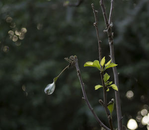 Close-up of plant