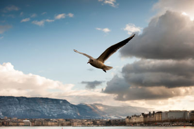 Seagull flying over mountain against sky