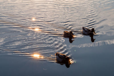High angle view of duck swimming in lake