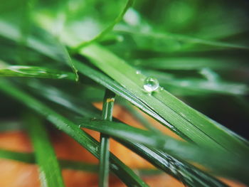 Close-up of damselfly on leaf