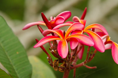 Close-up of pink flower