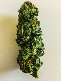 Close-up of plant against white background