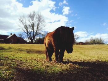 Cow standing on field against sky
