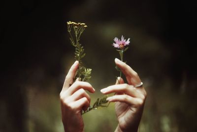 Close-up of hand holding flowering plant