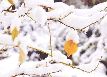 Close-up of snow on tree during winter