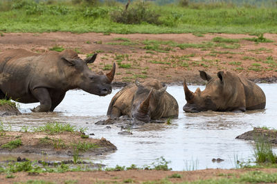 Three white rhinos taking a bath