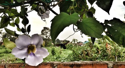 Close up of flowers