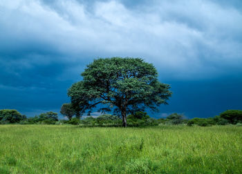 Tree on field against sky