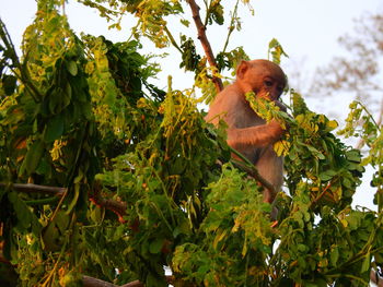 Low angle view of monkey on tree