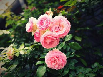 Close-up of pink rose blooming outdoors