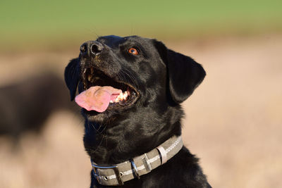 Head shot of a cute black labrador retriever 
