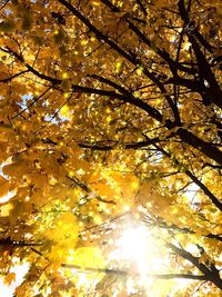 Low angle view of trees against sky