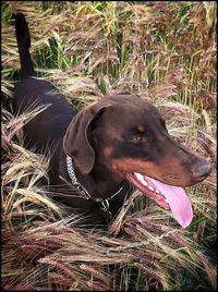 Close-up of dog on grassy field