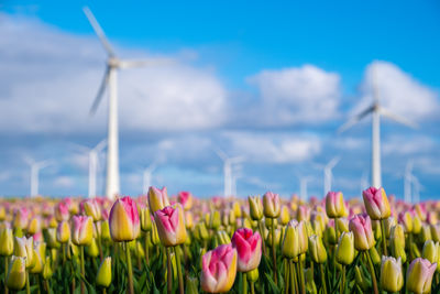 Close-up of flowering plants on field against sky