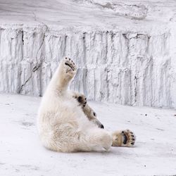 Polar bear lying on field