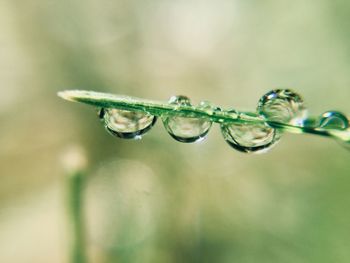 Close-up of water drops on plant