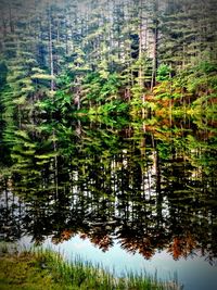 Reflection of trees in lake