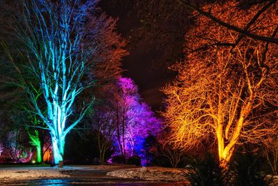 Illuminated trees against sky at night