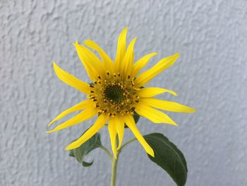 Close-up of sunflower