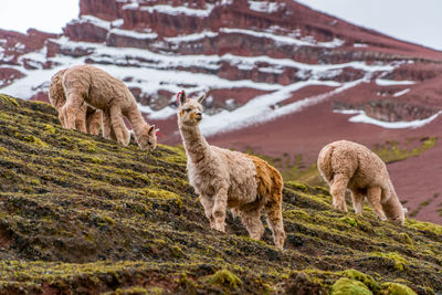 Alpacas on mountain