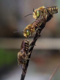 Close-up of insect on plant