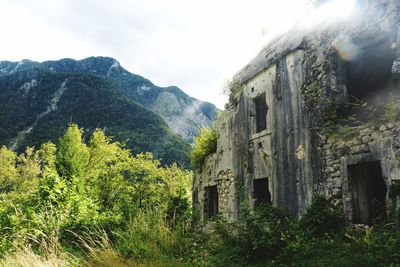 Plants growing on abandoned building