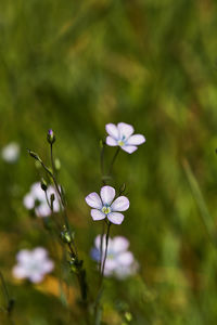 Close-up of purple flowering plant