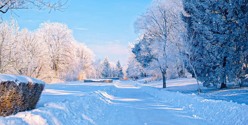 Frozen trees against sky during winter